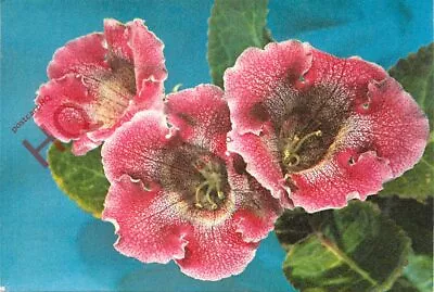 Picture Postcard> Flowers Sinningia Speciosa 'Gloxinia' • £2.09